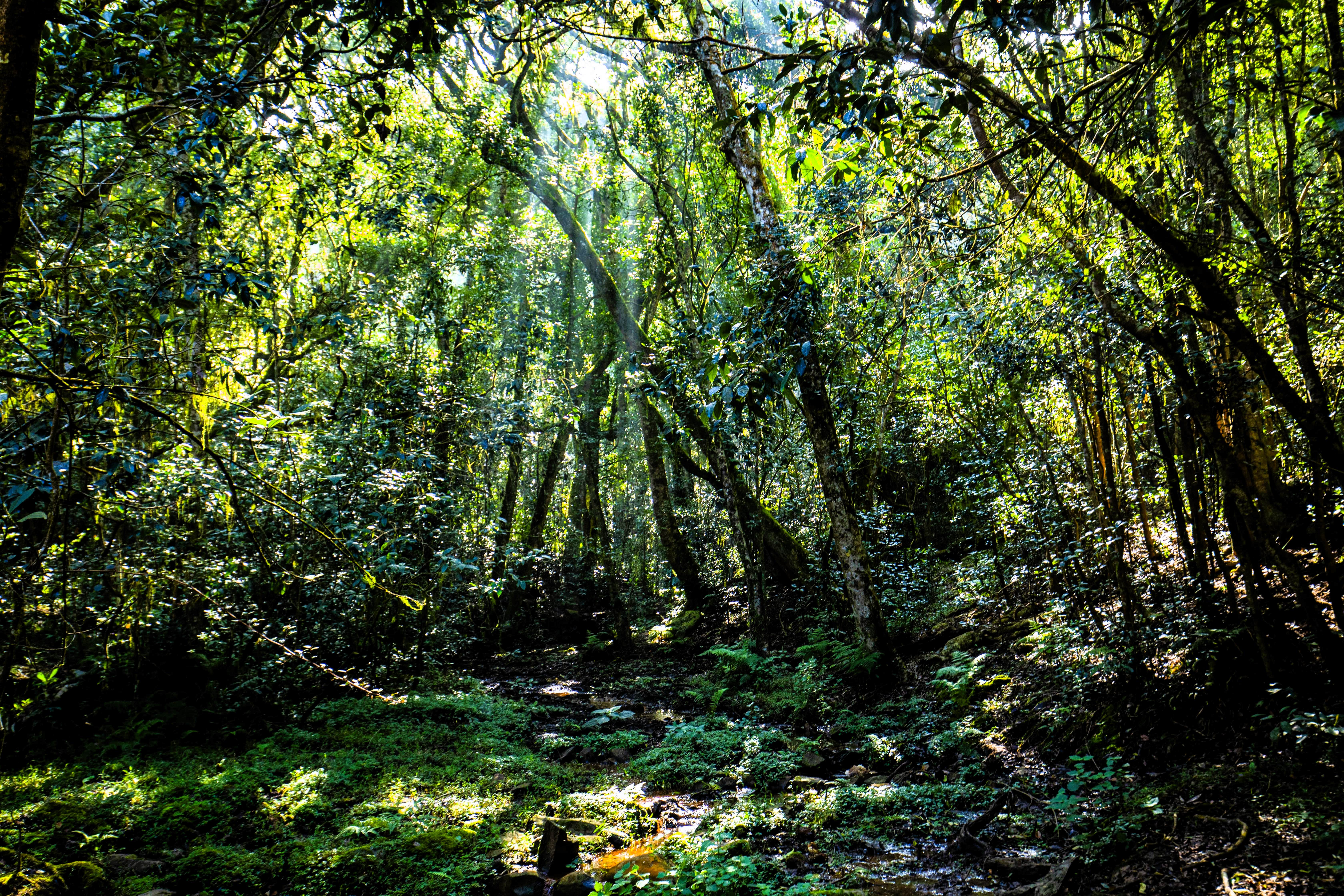 Longwood Shola Reserve Forest